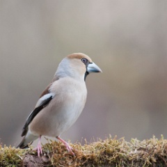 D7C 3653p Appelvink