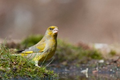 D7C 3748p Groenling