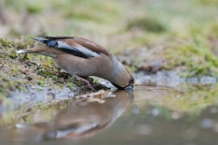D7C 3781p Appelvink