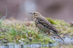 D7C 3840p Boompieper