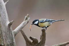 D7C 3869p Koolmees