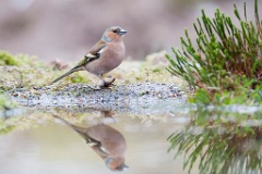 D7C 3887p Vink