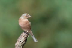 D7C 0531p Vink