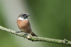 D7C 0686p Roodborsttapuit