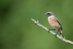D7C 0713p Roodborsttapuit