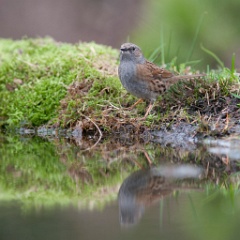 D7C 7168p Heggenmus