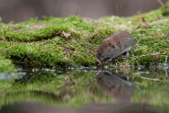 D7C 7322p Woelmuis