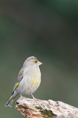 D7C 8048p Groenling
