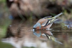 D7C 8192p Vink