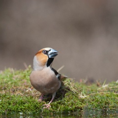 D7C 8293p Appelvink