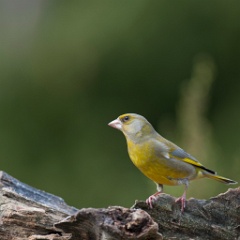 D7C 8628p Groenling