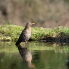 D711986 Merel