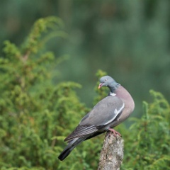 D716118p Houtduif
