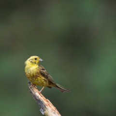 D716135p Sijs