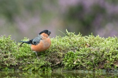 D716192p Goudvink